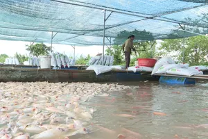 Hàng trăm tấn cá nuôi chết trên sông Krông Ana