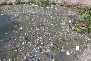 Cá chết nổi trắng hồ điều hòa ở Quảng Nam