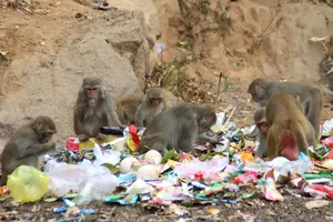 Báo động tình trạng khỉ trên bán đảo Sơn Trà thay đổi tập tính