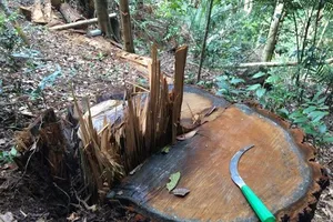 Rừng ở huyện Kon Rẫy bị cưa hạ