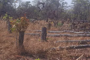 Có hay không cán bộ tiếp tay để lâm tặc phá hơn 7,3ha rừng