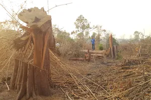 Cục Kiểm lâm chỉ đạo kiểm tra vụ phá rừng ở vành đai biên giới Ia O 