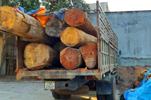 Bắt thêm xe chở gỗ lậu từ “cổng trời”  Đắk Long