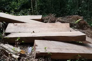 Khởi tố, bắt tạm giam đối tượng cưa hạ gỗ trái phép