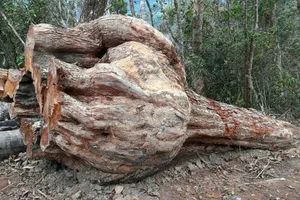 Khởi tố vụ cưa hạ 16 cây gỗ khổng lồ