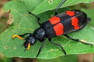 Đổ xô săn lùng sâu có độc để bán với giá “trên trời”