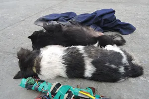 Bị đánh tử vong nghi do trộm chó 