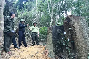 Vụ cưa hạ hơn 49m³ gỗ ở Gia Lai: Khởi tố 4 lâm tặc