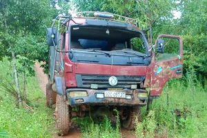 Kon Tum: Khởi tố vụ cưa hạ gỗ dổi cổ thụ  