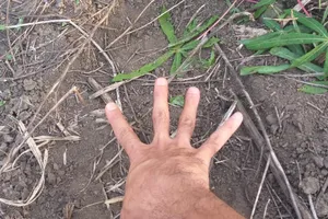 Xuất hiện đàn voi rừng ở huyện biên giới Gia Lai