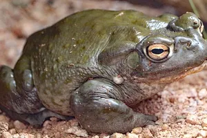 3 cháu nhỏ ngộ độc do ăn thịt cóc, 1 chết, 2 nguy kịch