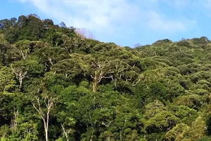 Nhiều sai phạm tại Ban quản lý Khu bảo tồn thiên nhiên Ngọc Linh