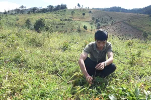 Kon Tum: Đề nghị làm rõ trách nhiệm tổ chức, cá nhân để suy giảm 11,6ha rừng