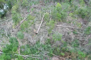 Gia Lai: Điều tra, xử lý vụ rừng bị đốn hạ trái phép