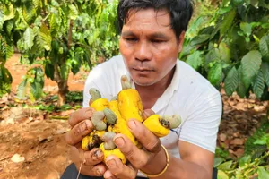 Điều mất mùa, nông dân thất thu 