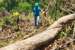 Khởi tố vụ phá rừng tại Kon Tum 