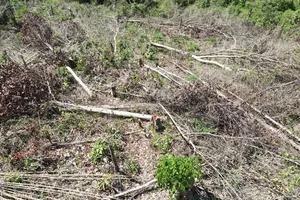Hiện trường vụ phá rừng