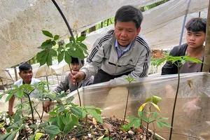 Tri thức dân gian sâm Ngọc Linh Kon Tum là di sản văn hóa phi vật thể quốc gia