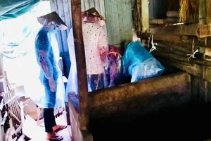 Quảng Ngãi: Dịch tả heo châu Phi lây lan nhanh