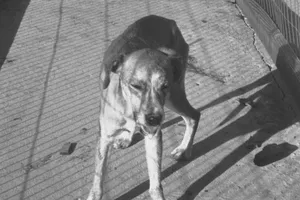 Quảng Ngãi: Phát hiện bệnh dại, địa phương thành lập đội bắt chó thả rông