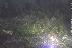 Gia Lai: Phát hiện 7 con heo chết nổi trên suối Hội Phú