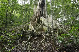 Công nhận 6 cây đa Vườn Quốc gia Kon Ka Kinh là cây di sản Việt Nam