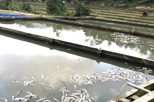 Quảng Ngãi: Mưa lớn gây thiệt hại tiền tỷ tại các trại nuôi cá tầm 