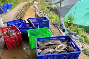 Quảng Ngãi: Sạt lở núi gây thiệt hại 70 tấn cá tầm