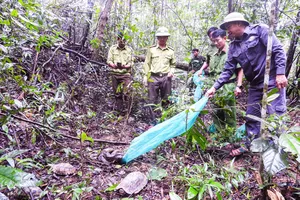 Gia Lai: Thả 11 cá thể động vật rừng quý hiếm về tự nhiên