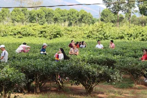 Du khách thích thú tham quan hàng thông trăm tuổi ở Biển Hồ