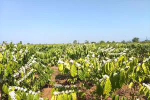 Gia Lai: Hoa cà phê nở trắng đồi