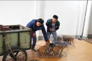 Gia Lai: Triệt phá đường dây bắt trộm khoảng 5.200 con chó 