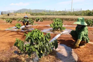 Gia Lai: Tất bật chống hạn cho cà phê