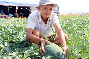 Gia Lai: Nông dân đón tết trên ruộng dưa, chờ hái quả ngọt