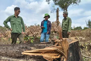 Cận cảnh gỗ rừng bị cưa hạ trái phép ở xã Ia Púch, Gia Lai