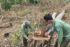 Vụ rừng Ia Púch bị phá: Làm rõ trách nhiệm chủ rừng