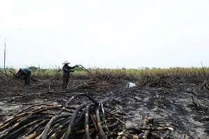 Người dân thu hoạch mía cháy. Ảnh: HỮU PHÚC