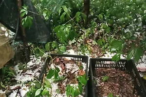  Mưa đá, giông lốc gây thiệt hại nhiều nơi