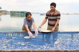 Nghề làm bánh tráng cá cơm của ngư dân làng chài trên núi