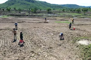 Mùa lên rẫy trỉa lúa ở vùng cao Gia Lai