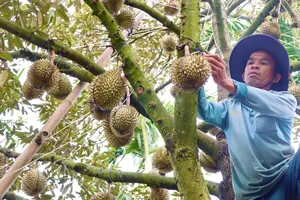Gia Lai: Nhà nông tất bật bảo vệ quả sầu riêng