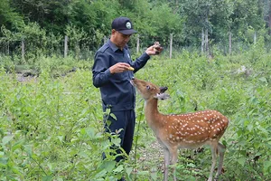 Ngắm đàn hươu sao, nai giữa thảo nguyên xanh Kon Ka Kinh