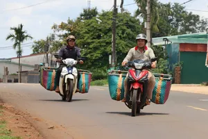 Ngược xuôi gom bơ mùa thu hoạch