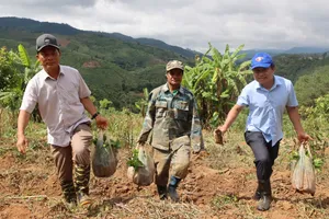 Quảng Ngãi: Hỗ trợ đồng bào Xơ Đăng trồng miễn phí 1 triệu cây cà phê