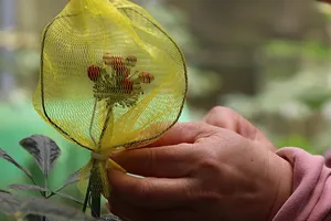 Làm "áo giáp" bảo vệ hạt sâm Ngọc Linh