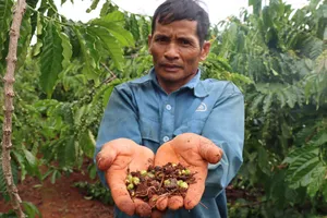 Gia Lai: Cà phê rụng quả non, nông dân lo lắng