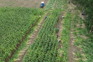 Đồng bào Jrai trồng bắp sinh khối, mở lối thoát nghèo