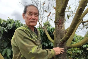 Sầu riêng rụng lá, khô cành bất thường sau đợt mưa kéo dài ở Gia Lai