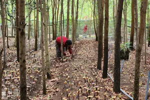 Gia Lai: Phát triển 31.000ha dược liệu dưới tán rừng