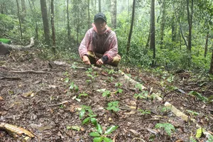 Nâng cao thu nhập cho người trồng sâm Ngọc Linh